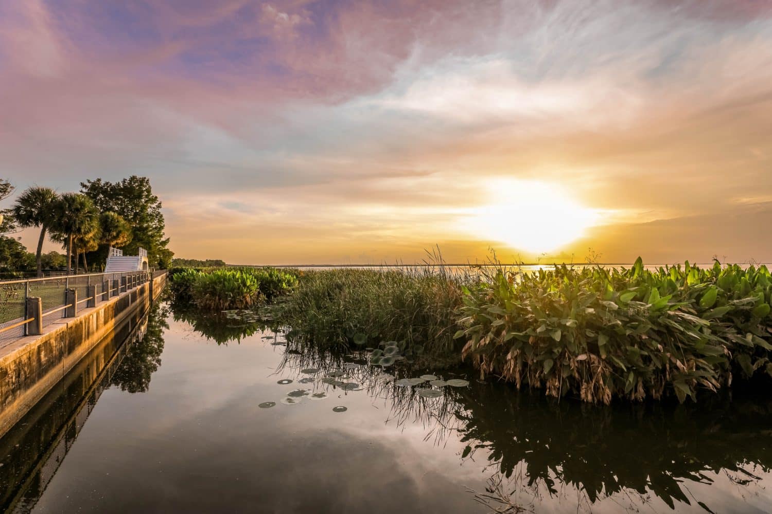 Sunset over a calm lake with lush green plants in the foreground and a paved walkway lined with trees on the left.